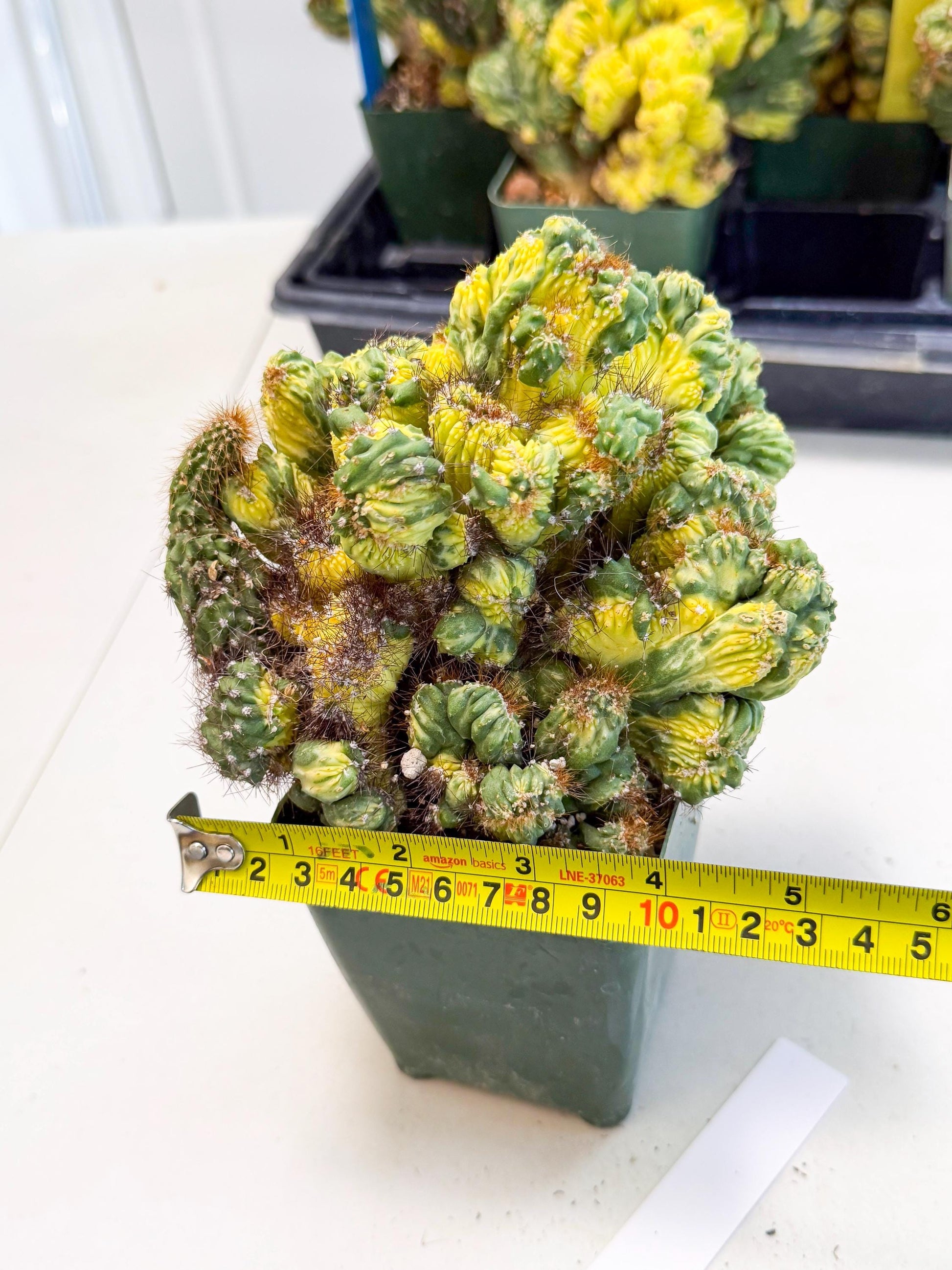Cereus monstruosus Variegatus Hort (w) | Imported