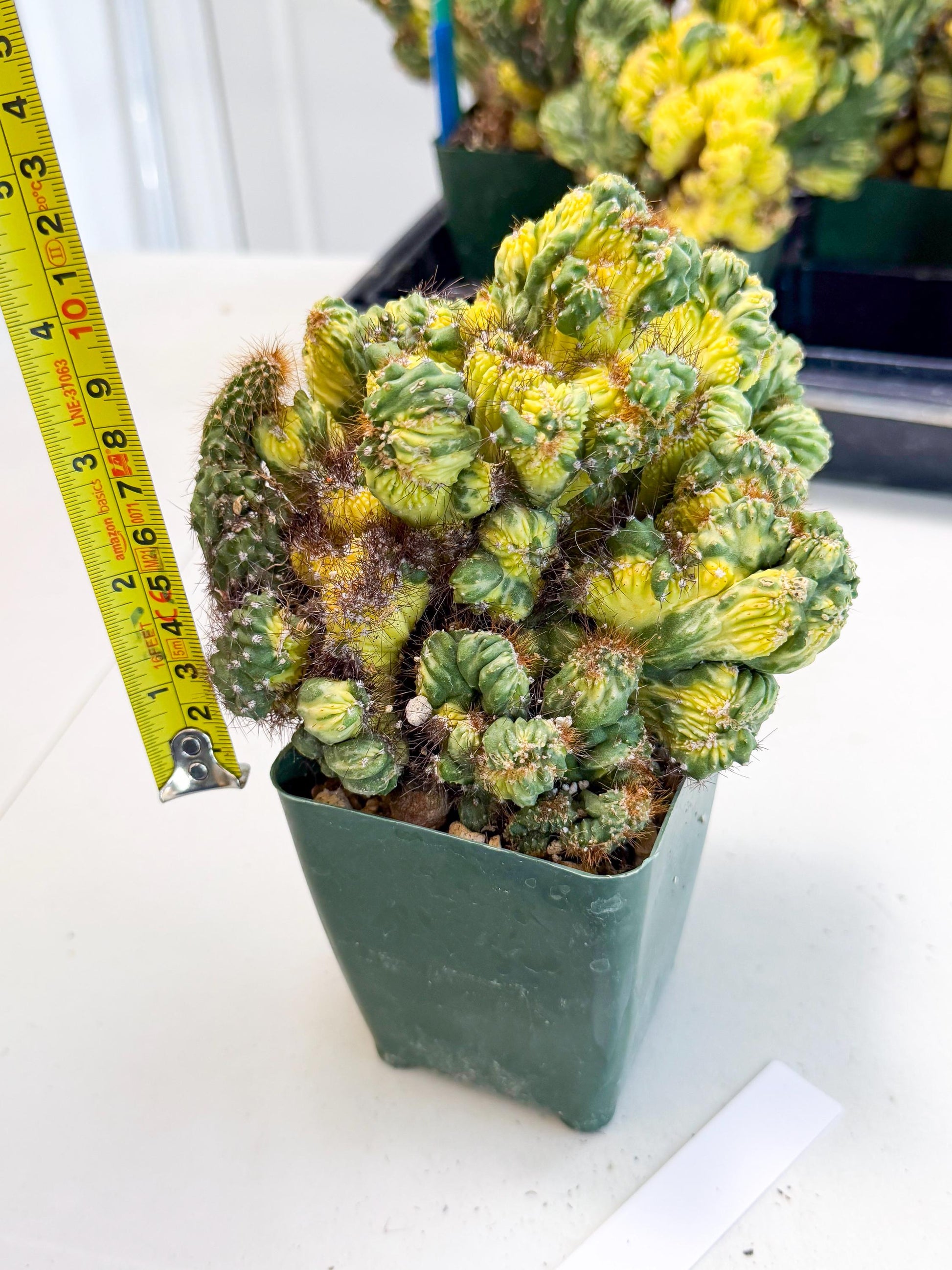 Cereus monstruosus Variegatus Hort (w) | Imported