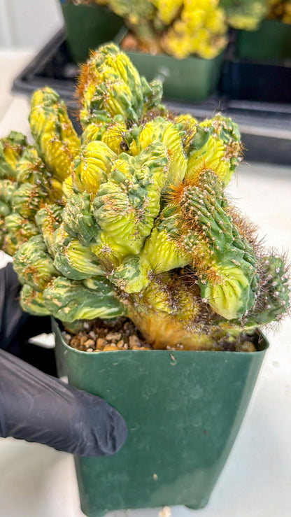 Cereus monstruosus Variegatus Hort (w) | Imported
