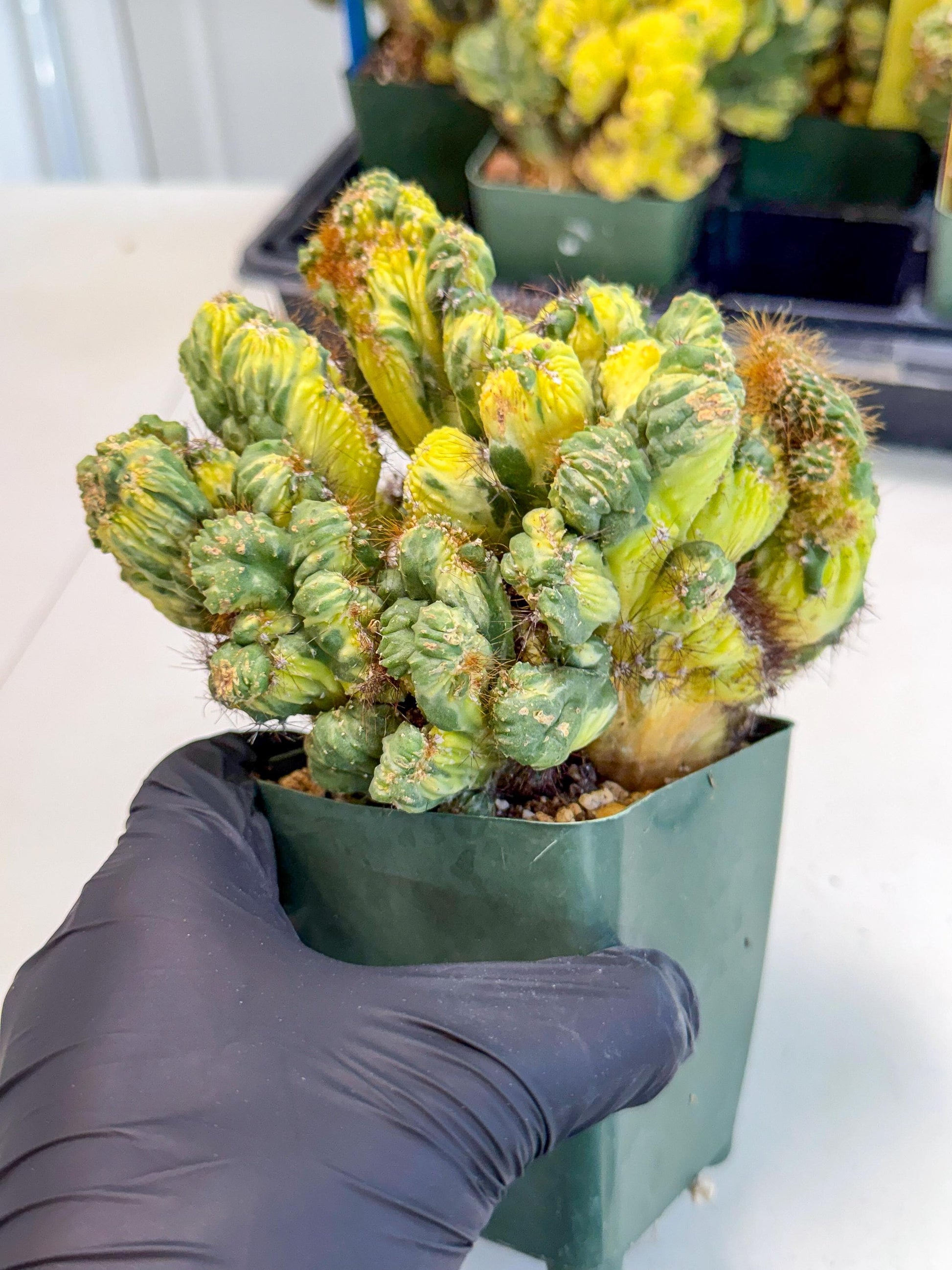 Cereus monstruosus Variegatus Hort (w) | Imported