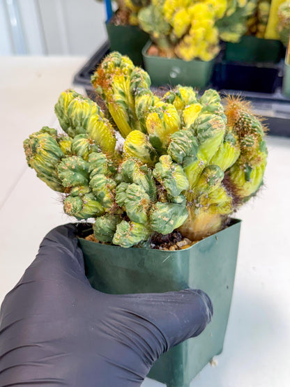 Cereus monstruosus Variegatus Hort (w) | Imported