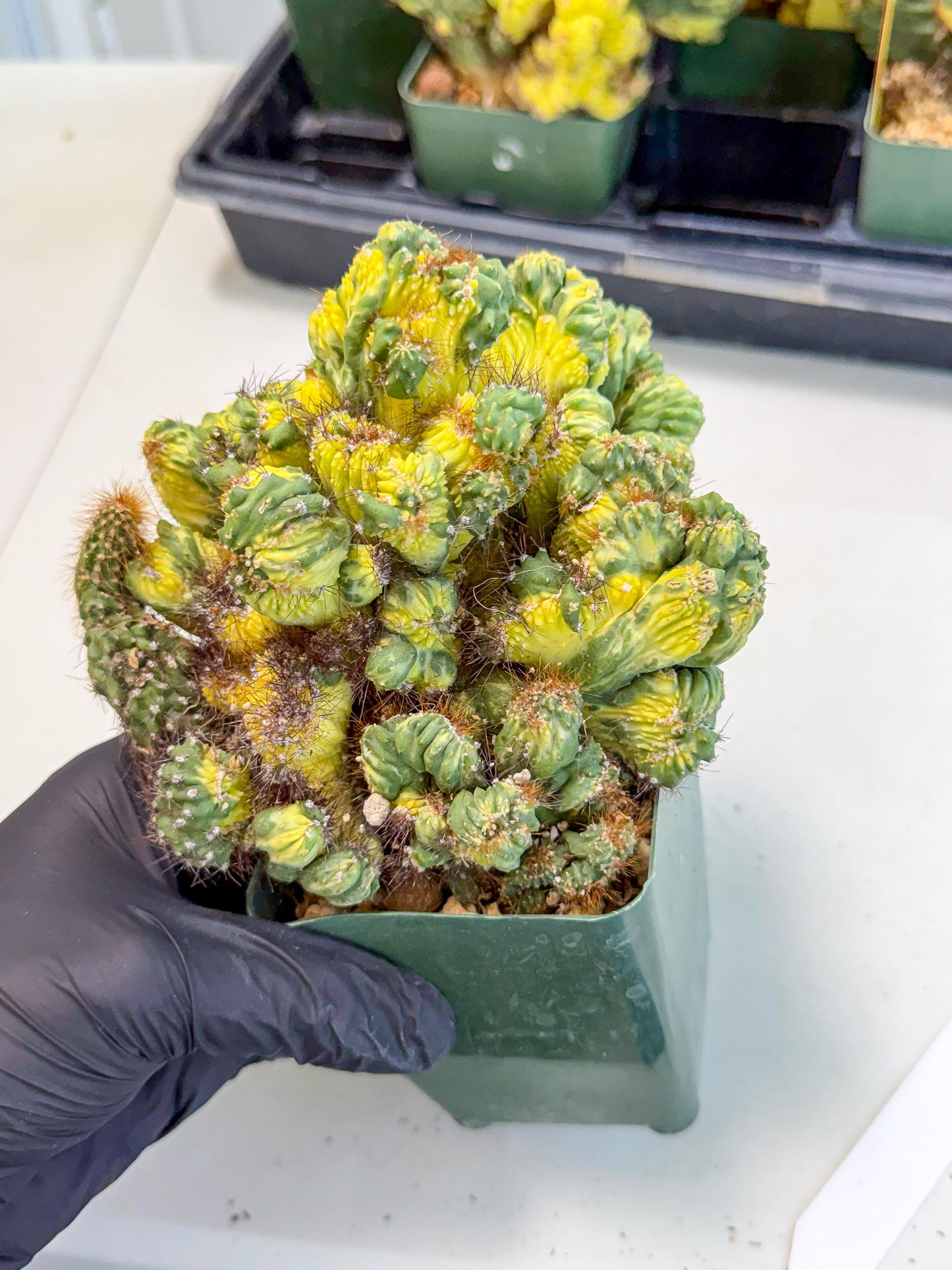 Cereus monstruosus Variegatus Hort (w) | Imported