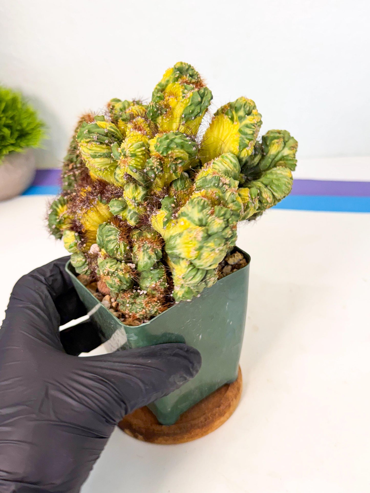 Cereus monstruosus Variegatus Hort (w) | Imported