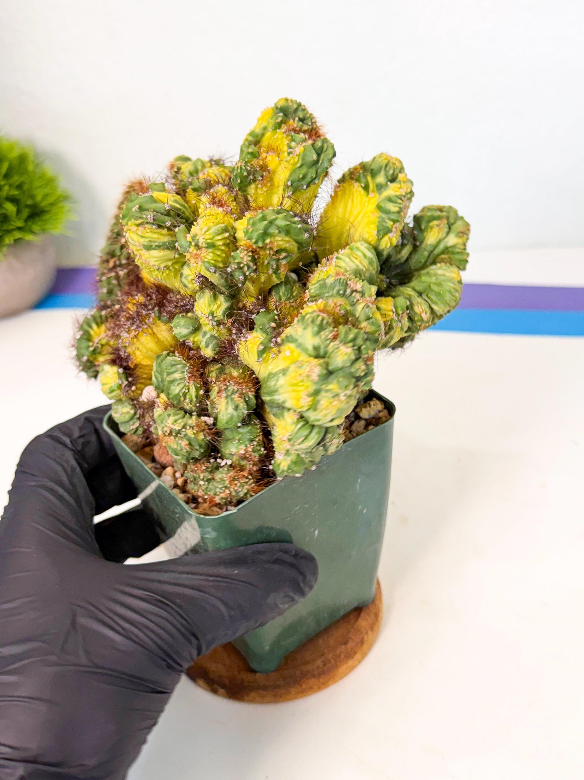 Cereus monstruosus Variegatus Hort (w) | Imported