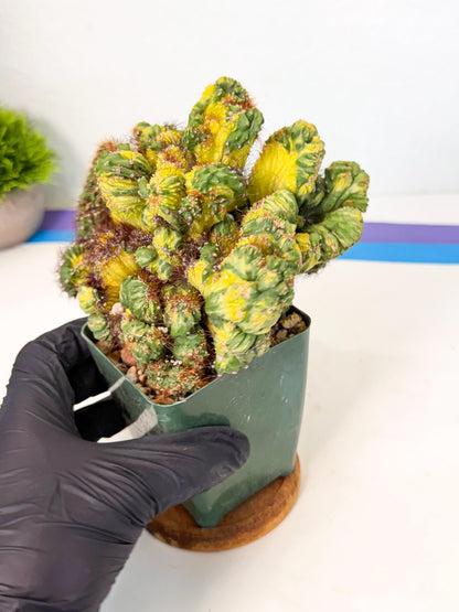 Cereus monstruosus Variegatus Hort (w) | Imported