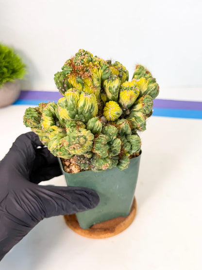 Cereus monstruosus Variegatus Hort (w) | Imported