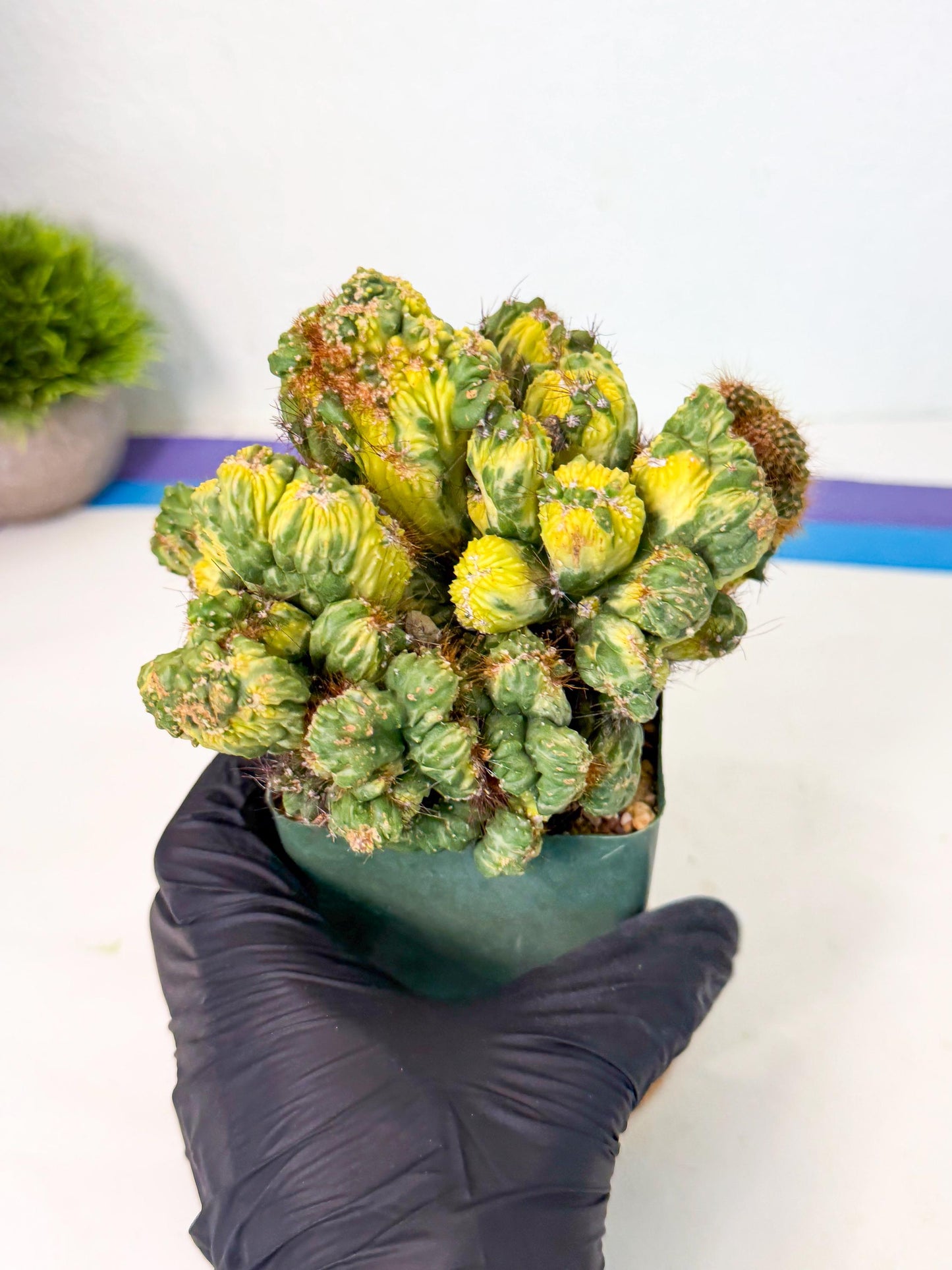 Cereus monstruosus Variegatus Hort (w) | Imported