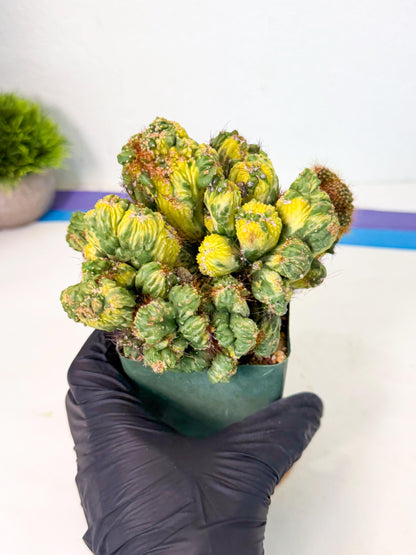 Cereus monstruosus Variegatus Hort (w) | Imported