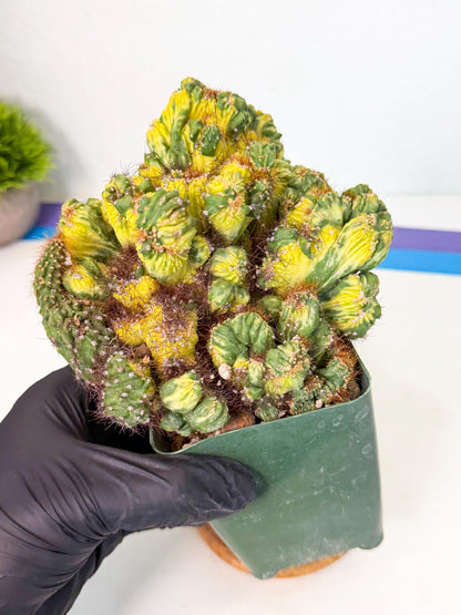 Cereus monstruosus Variegatus Hort (w) | Imported