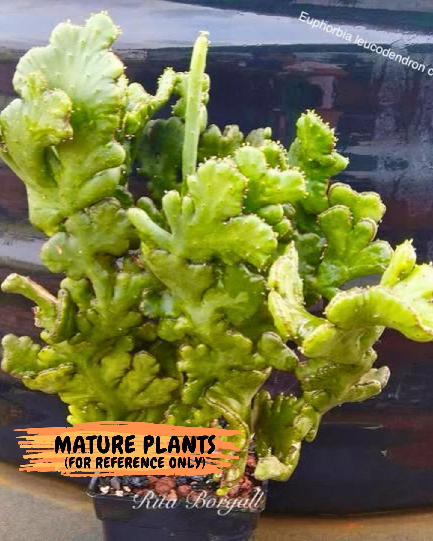 Eupho Leucodendron Cristata (5) | Exotic Rare Plant