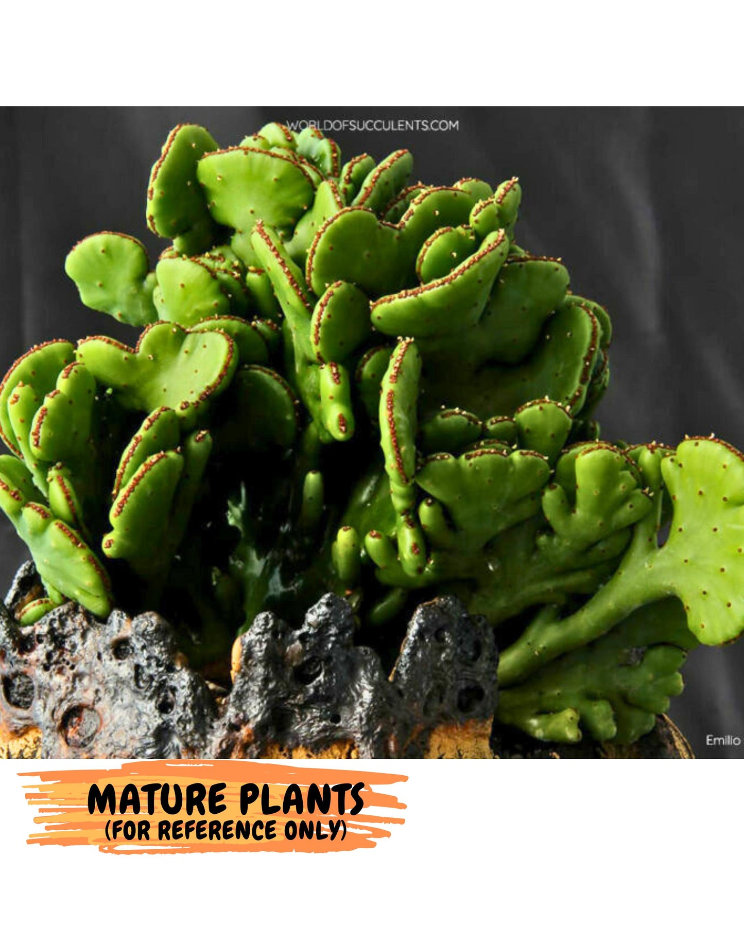Eupho Leucodendron Cristata (5) | Exotic Rare Plant