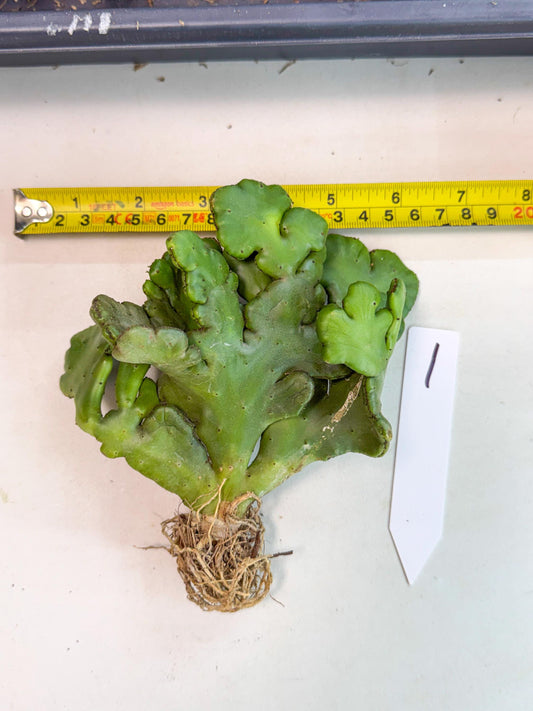 Eupho Leucodendron Cristata (1) | Exotic Rare Plant