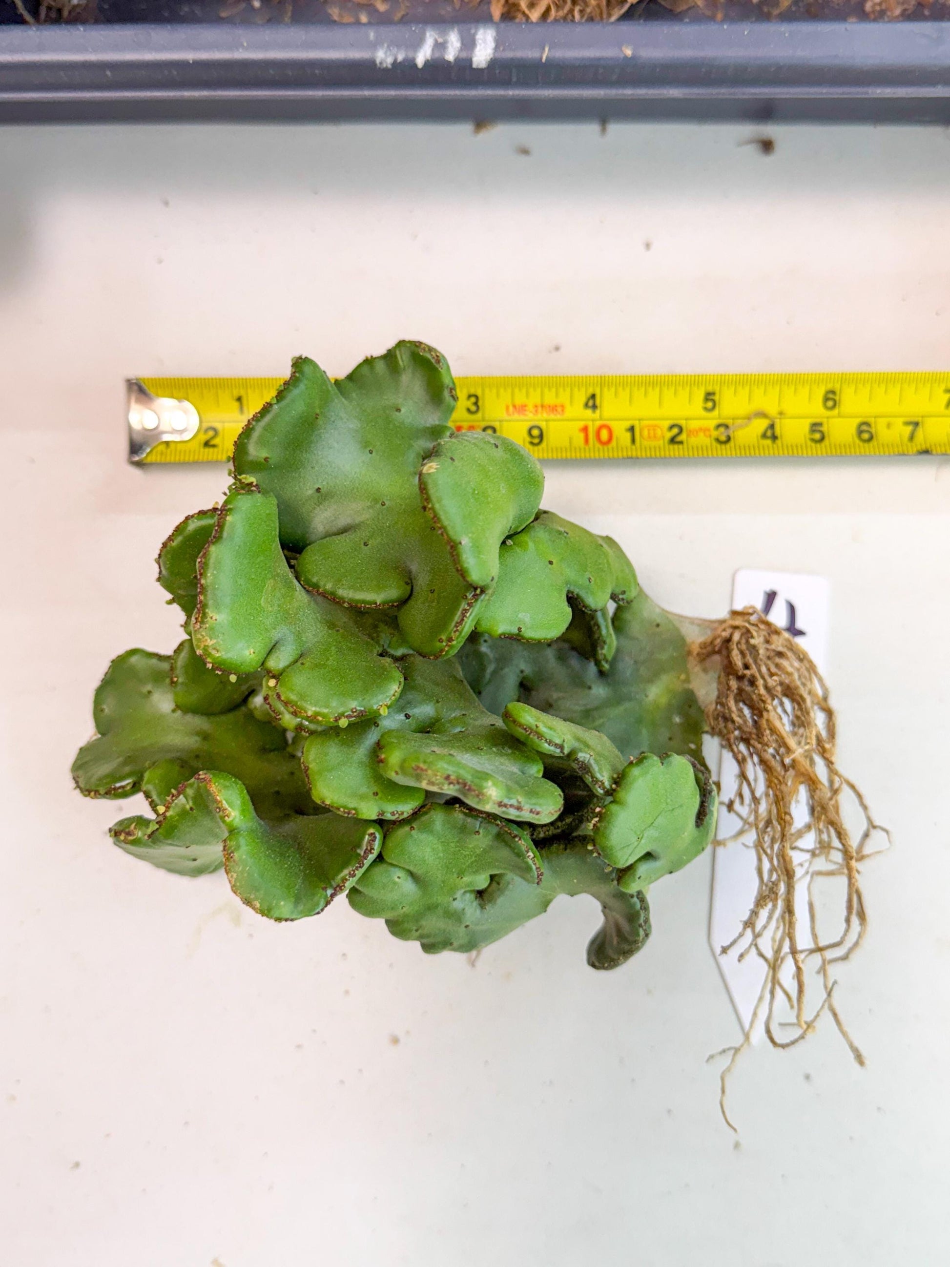 Eupho Leucodendron Cristata (4) | Exotic Rare Plant