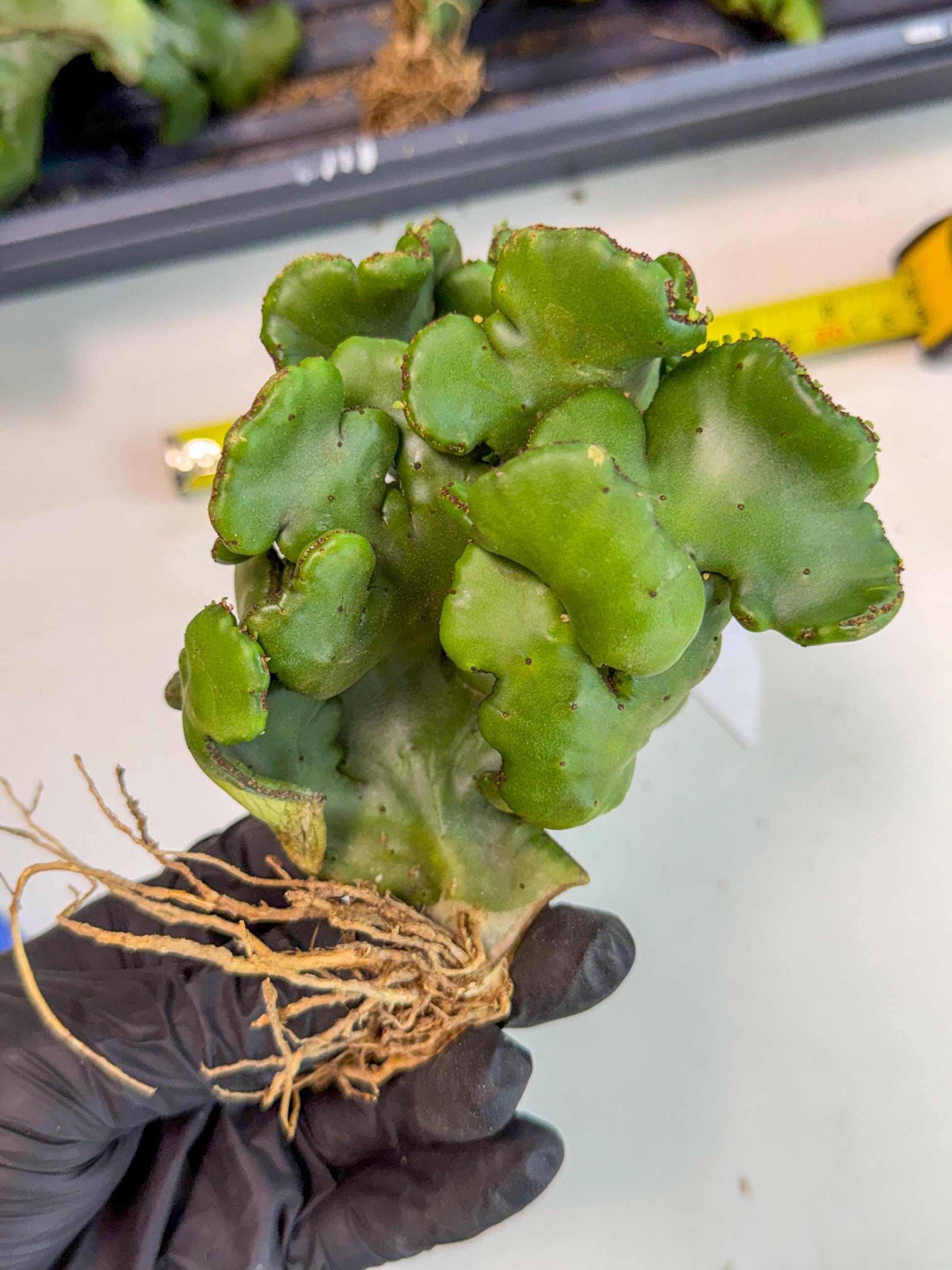 Eupho Leucodendron Cristata (4) | Exotic Rare Plant