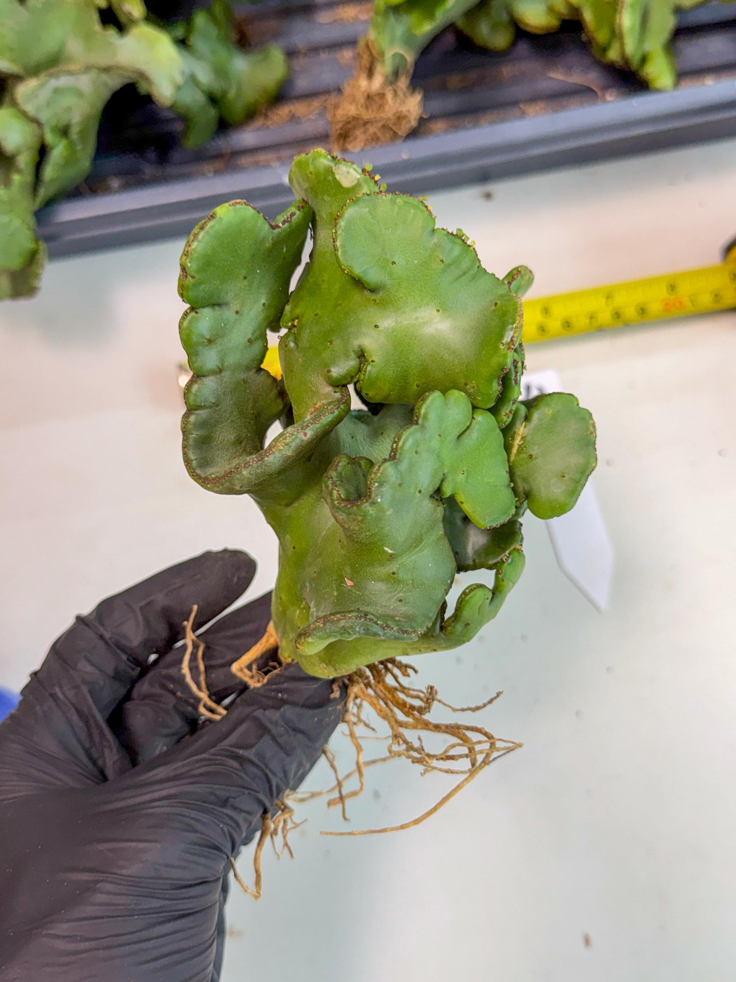 Eupho Leucodendron Cristata (4) | Exotic Rare Plant