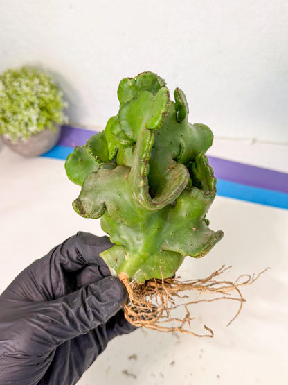 Eupho Leucodendron Cristata (4) | Exotic Rare Plant