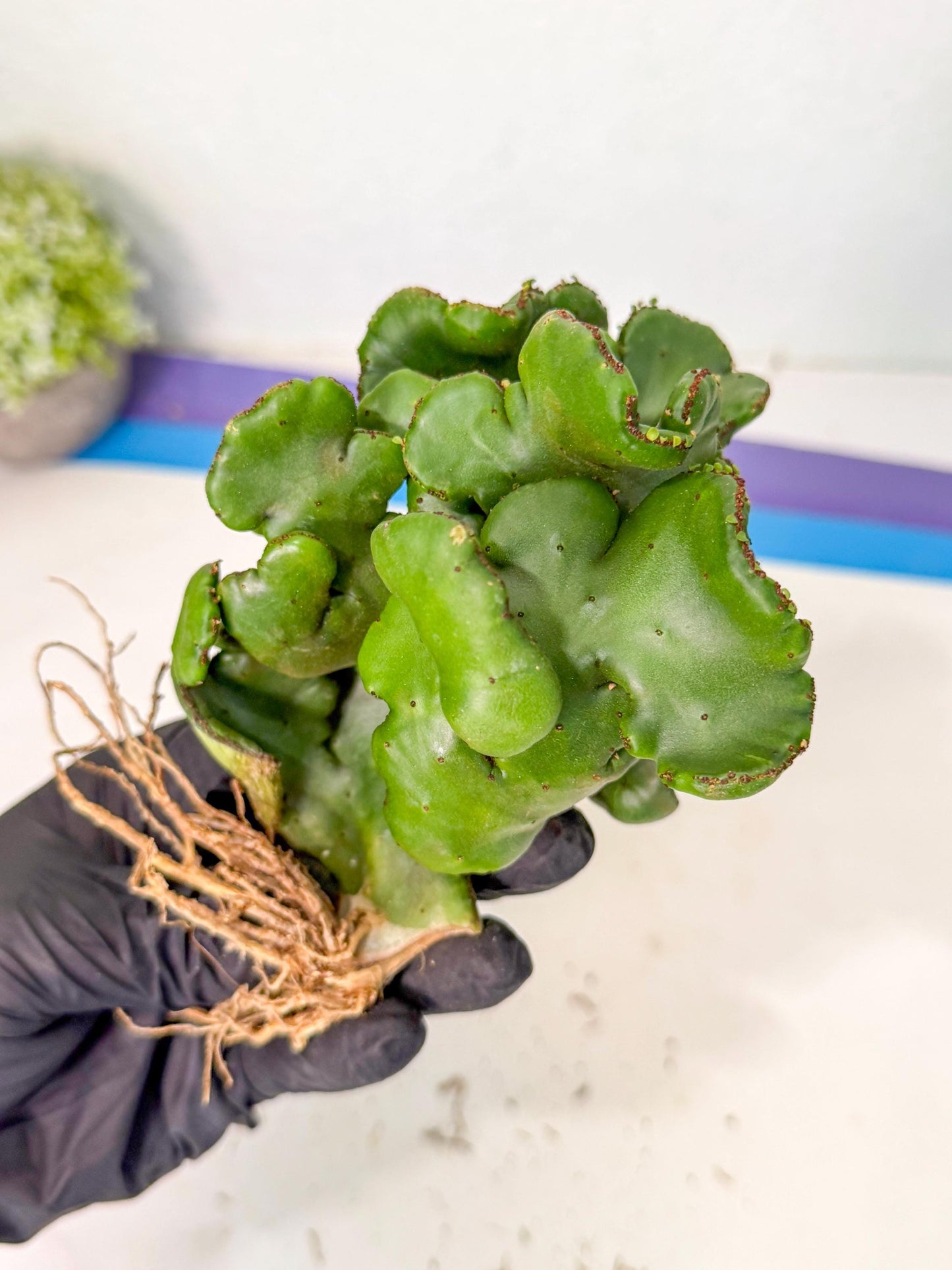 Eupho Leucodendron Cristata (4) | Exotic Rare Plant