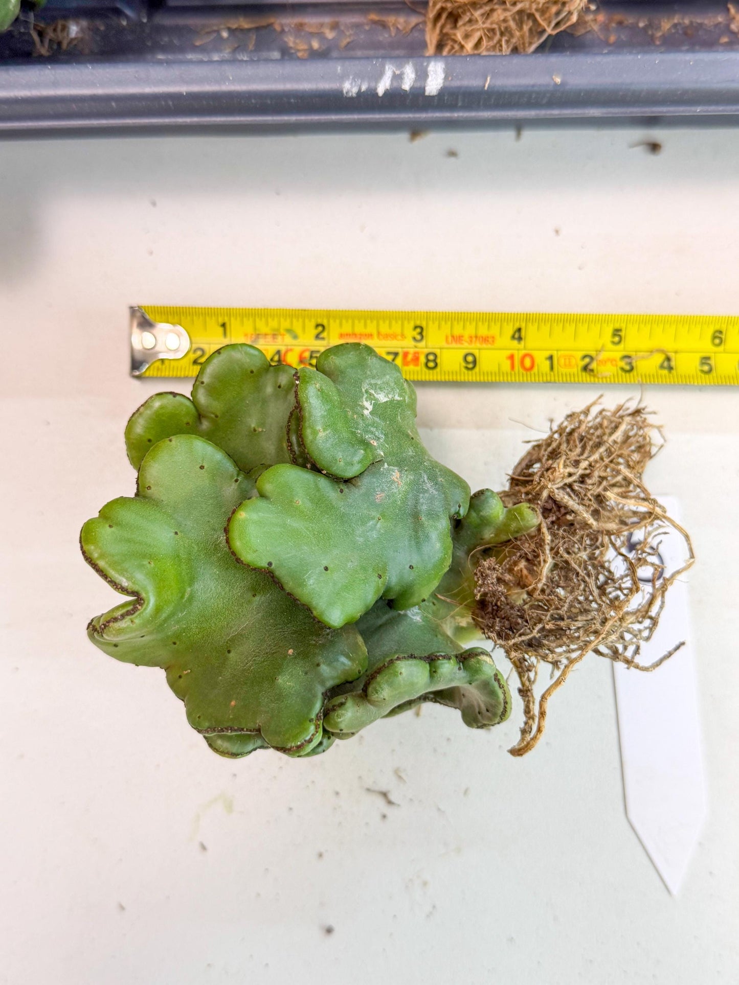 Eupho Leucodendron Cristata (5) | Exotic Rare Plant