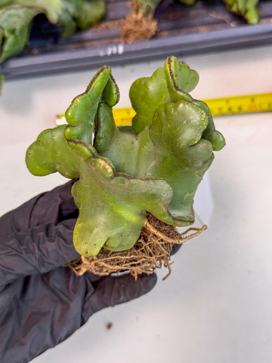 Eupho Leucodendron Cristata (5) | Exotic Rare Plant