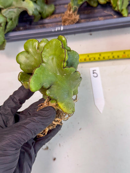 Eupho Leucodendron Cristata (5) | Exotic Rare Plant