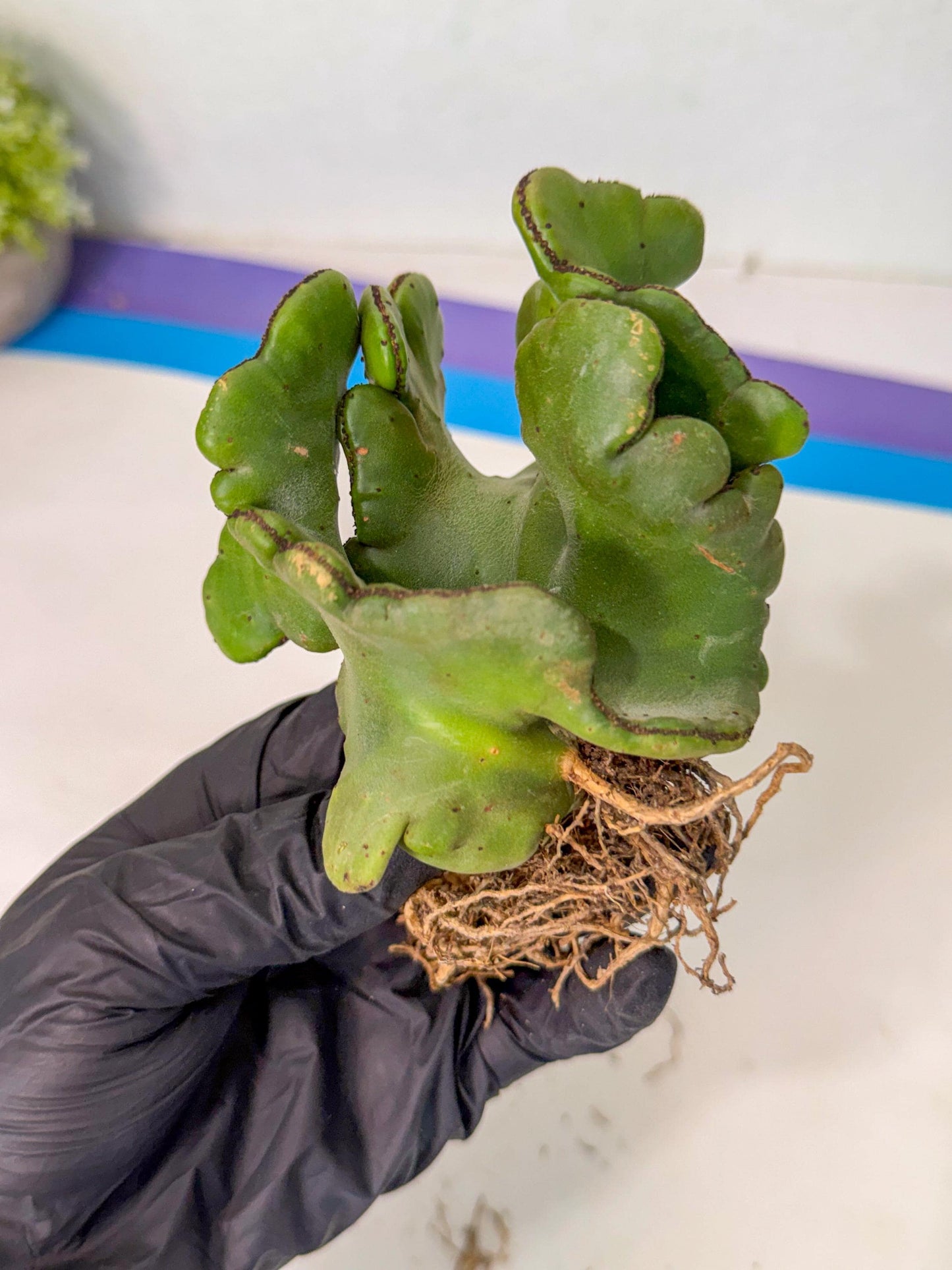 Eupho Leucodendron Cristata (5) | Exotic Rare Plant