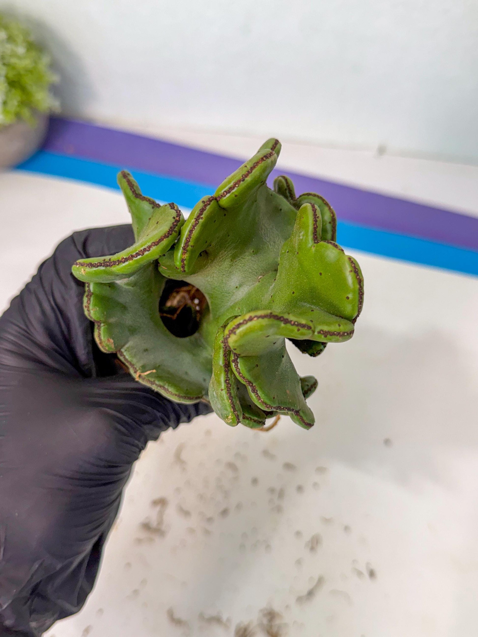 Eupho Leucodendron Cristata (5) | Exotic Rare Plant