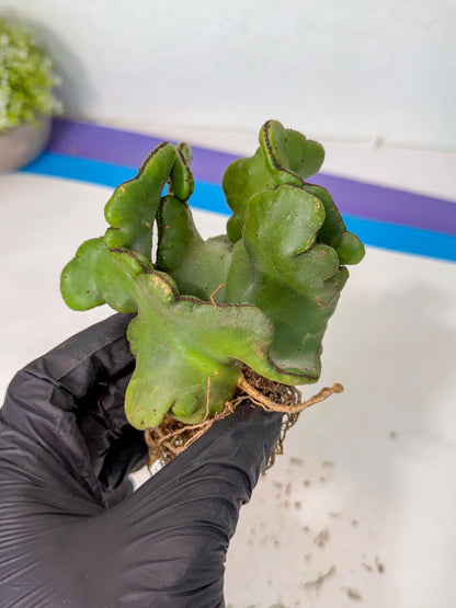 Eupho Leucodendron Cristata (5) | Exotic Rare Plant