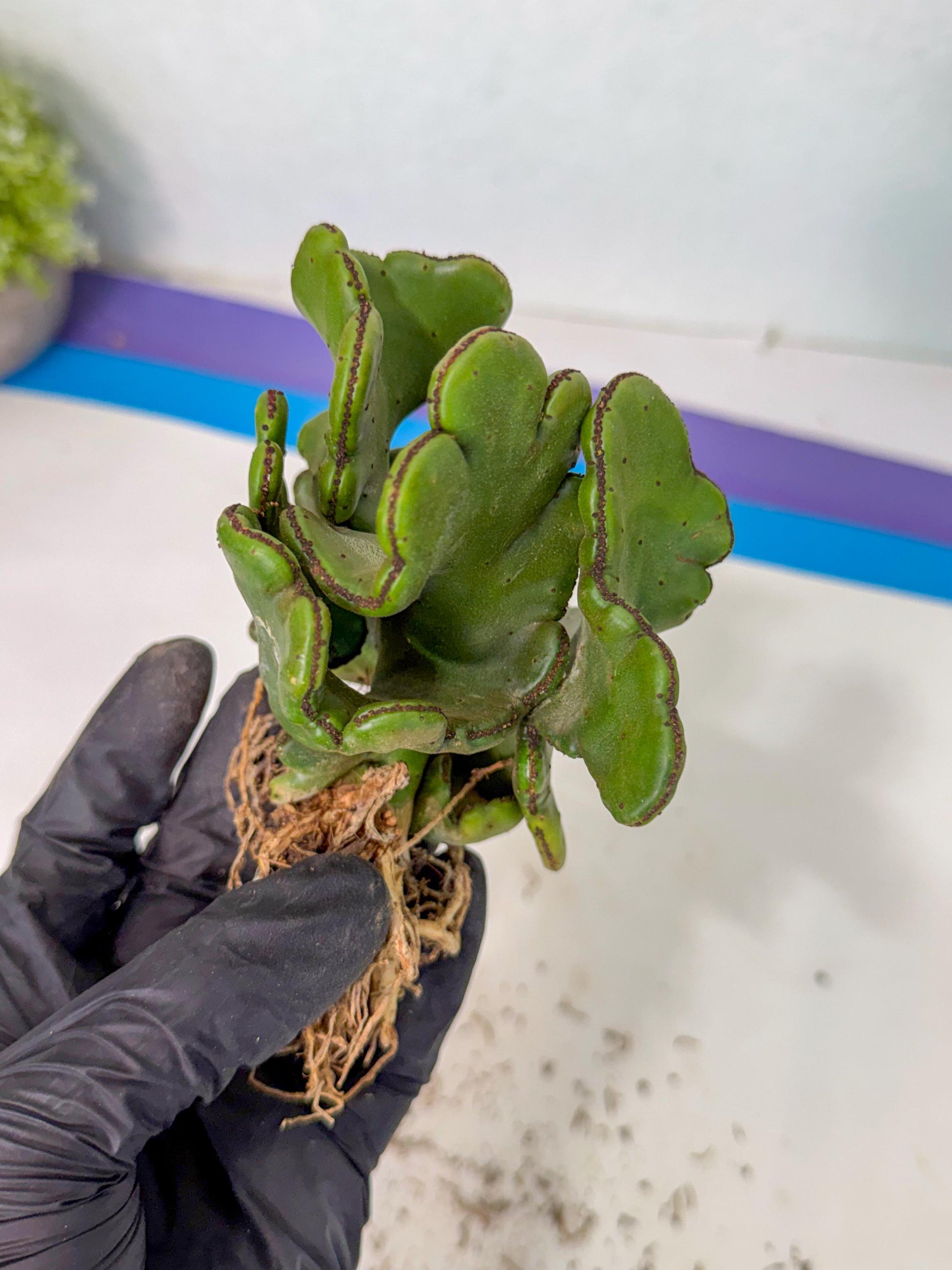 Eupho Leucodendron Cristata (5) | Exotic Rare Plant