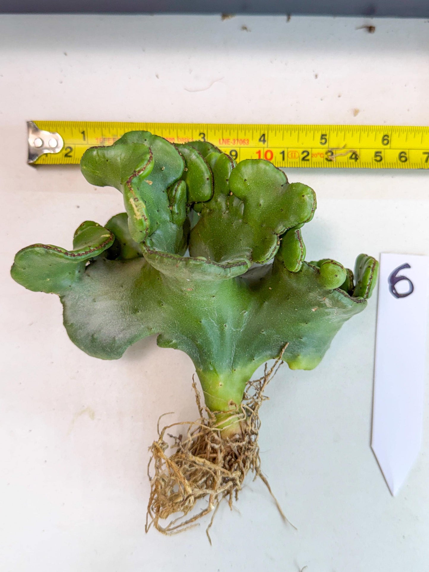 Eupho Leucodendron Cristata (6) | Exotic Rare Plant