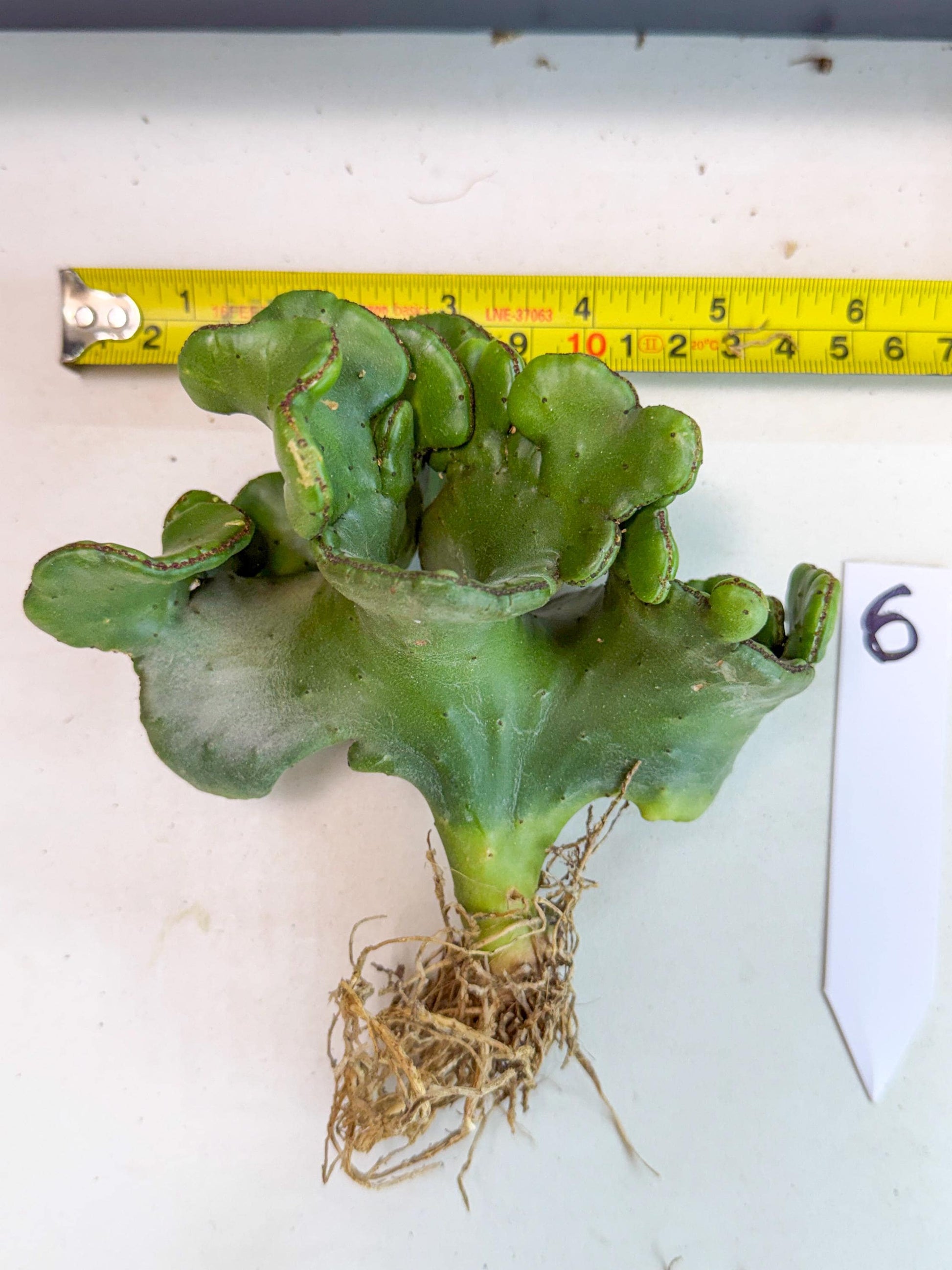 Eupho Leucodendron Cristata (6) | Exotic Rare Plant