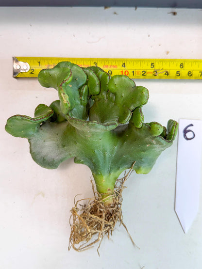 Eupho Leucodendron Cristata (6) | Exotic Rare Plant