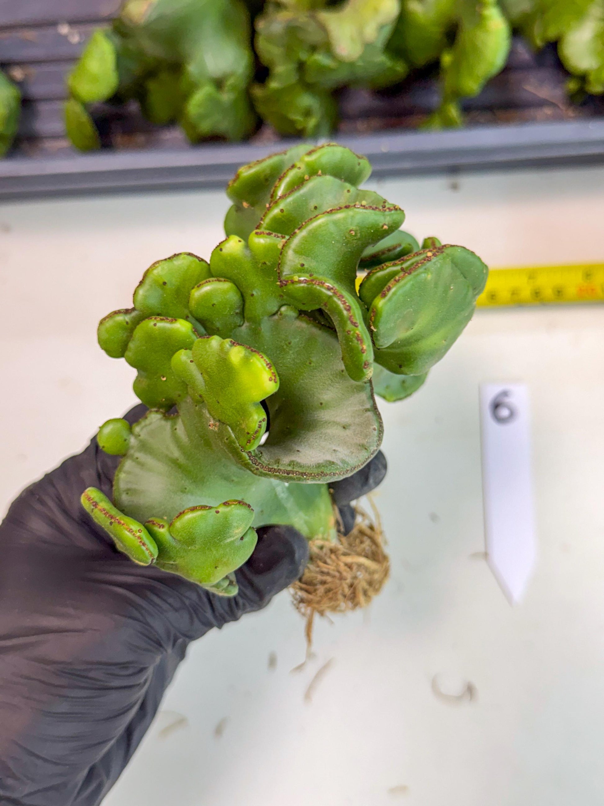 Eupho Leucodendron Cristata (6) | Exotic Rare Plant