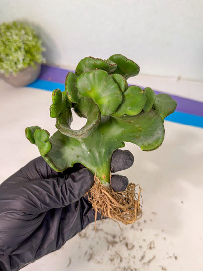 Eupho Leucodendron Cristata (6) | Exotic Rare Plant
