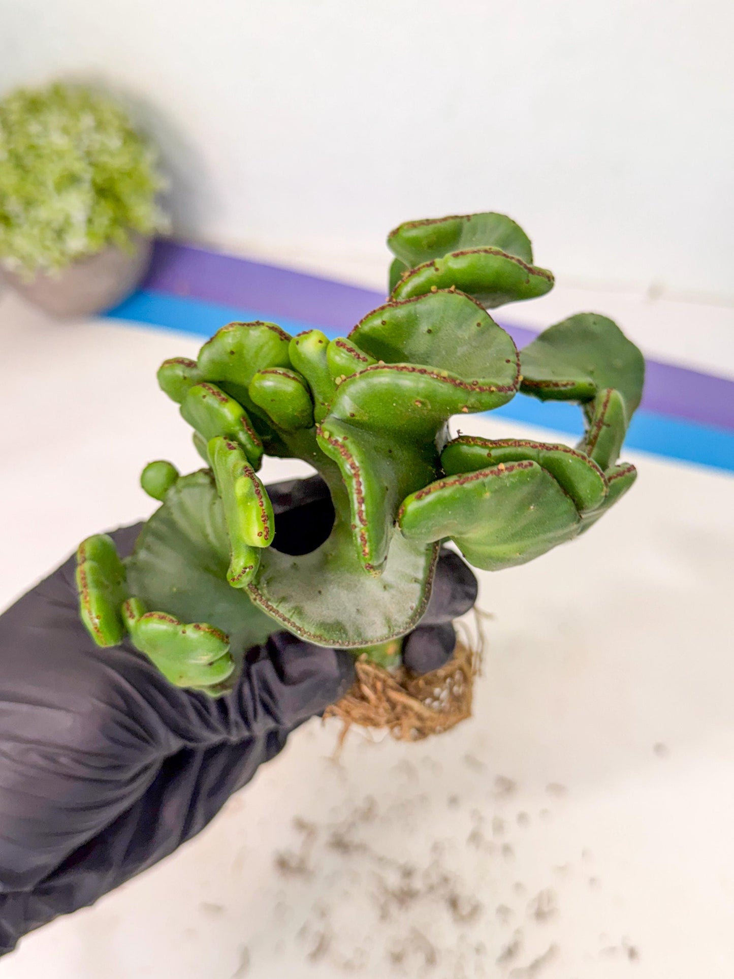 Eupho Leucodendron Cristata (6) | Exotic Rare Plant