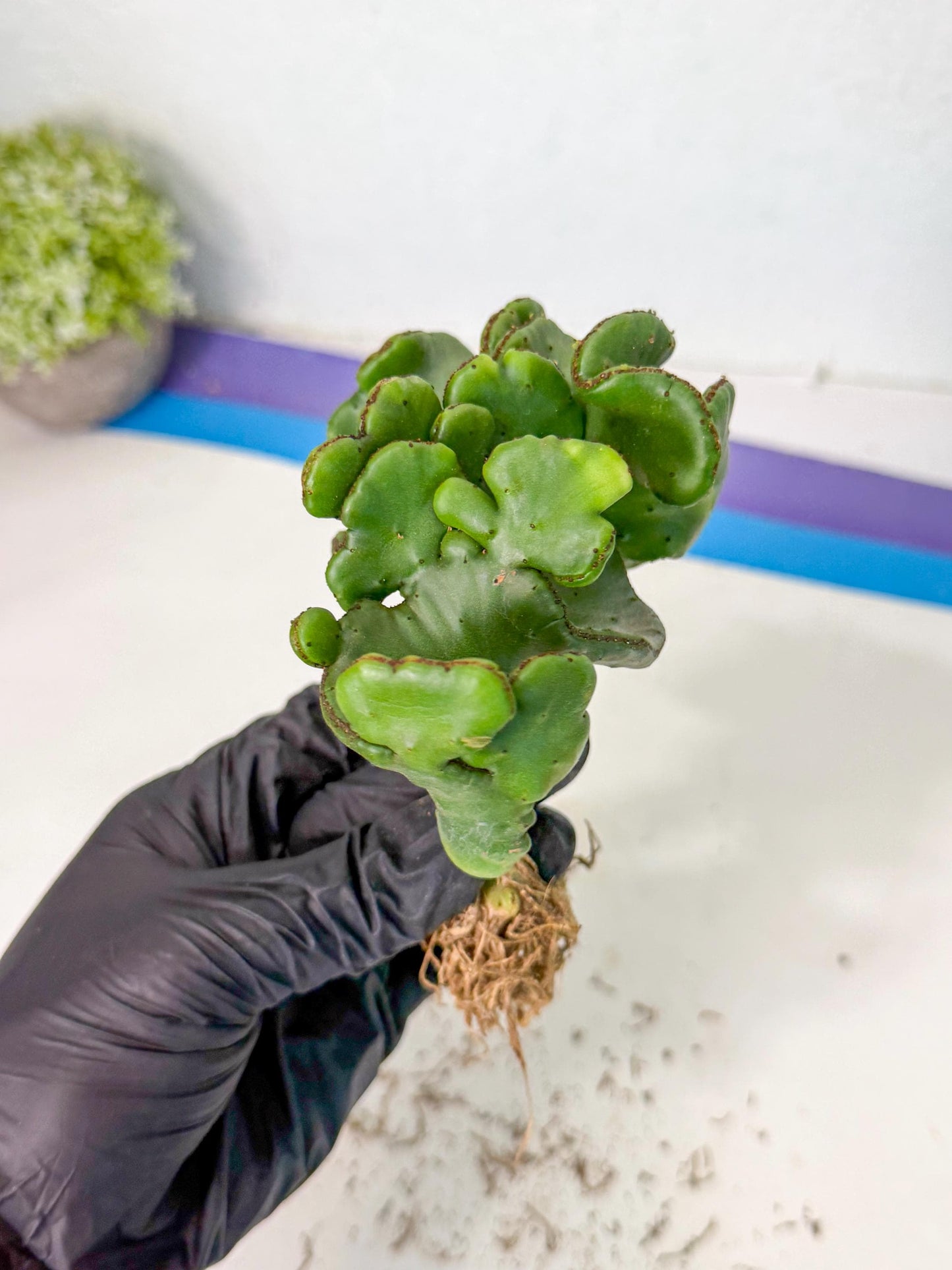 Eupho Leucodendron Cristata (6) | Exotic Rare Plant