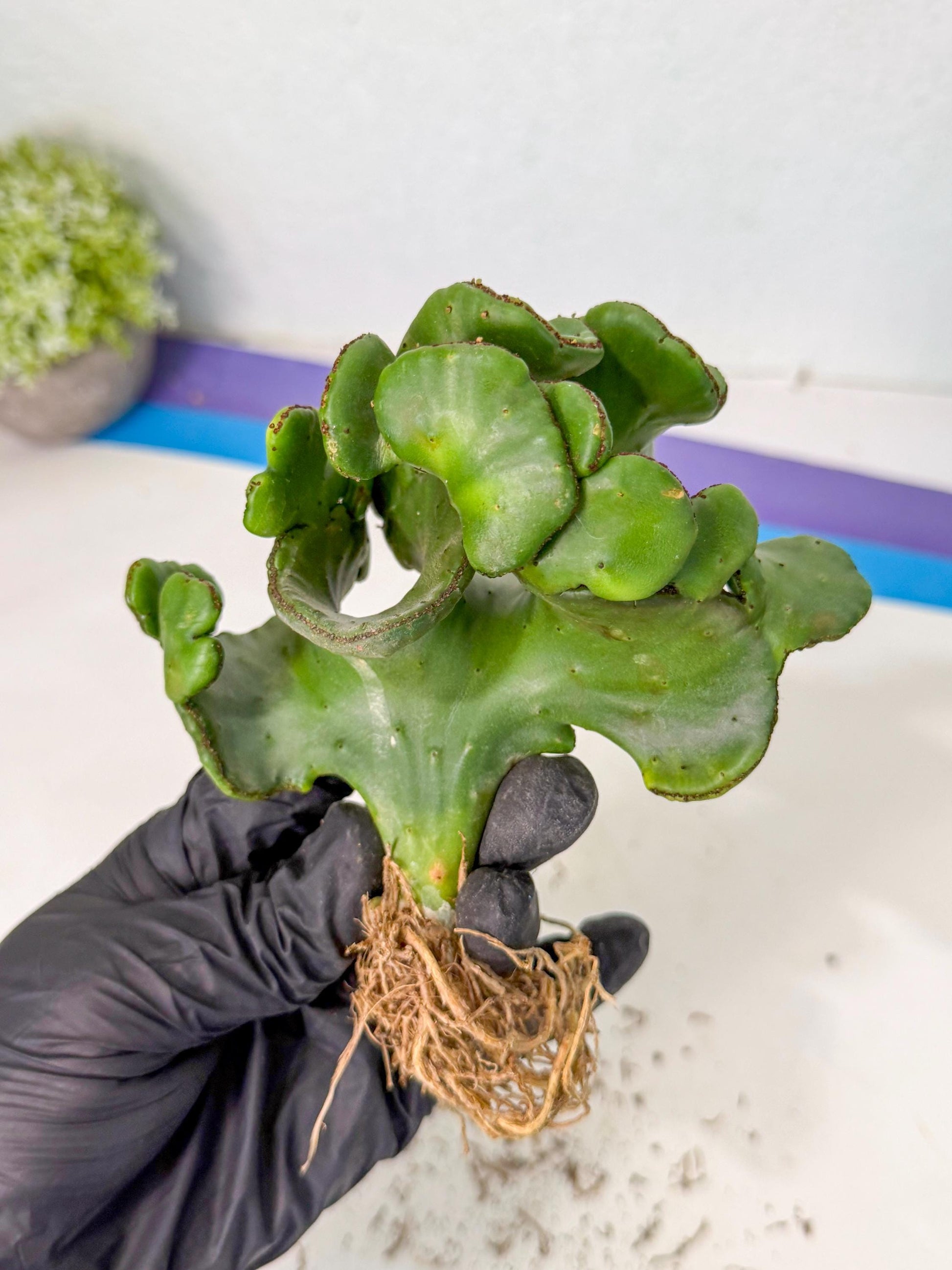 Eupho Leucodendron Cristata (6) | Exotic Rare Plant