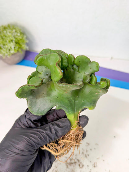 Eupho Leucodendron Cristata (6) | Exotic Rare Plant