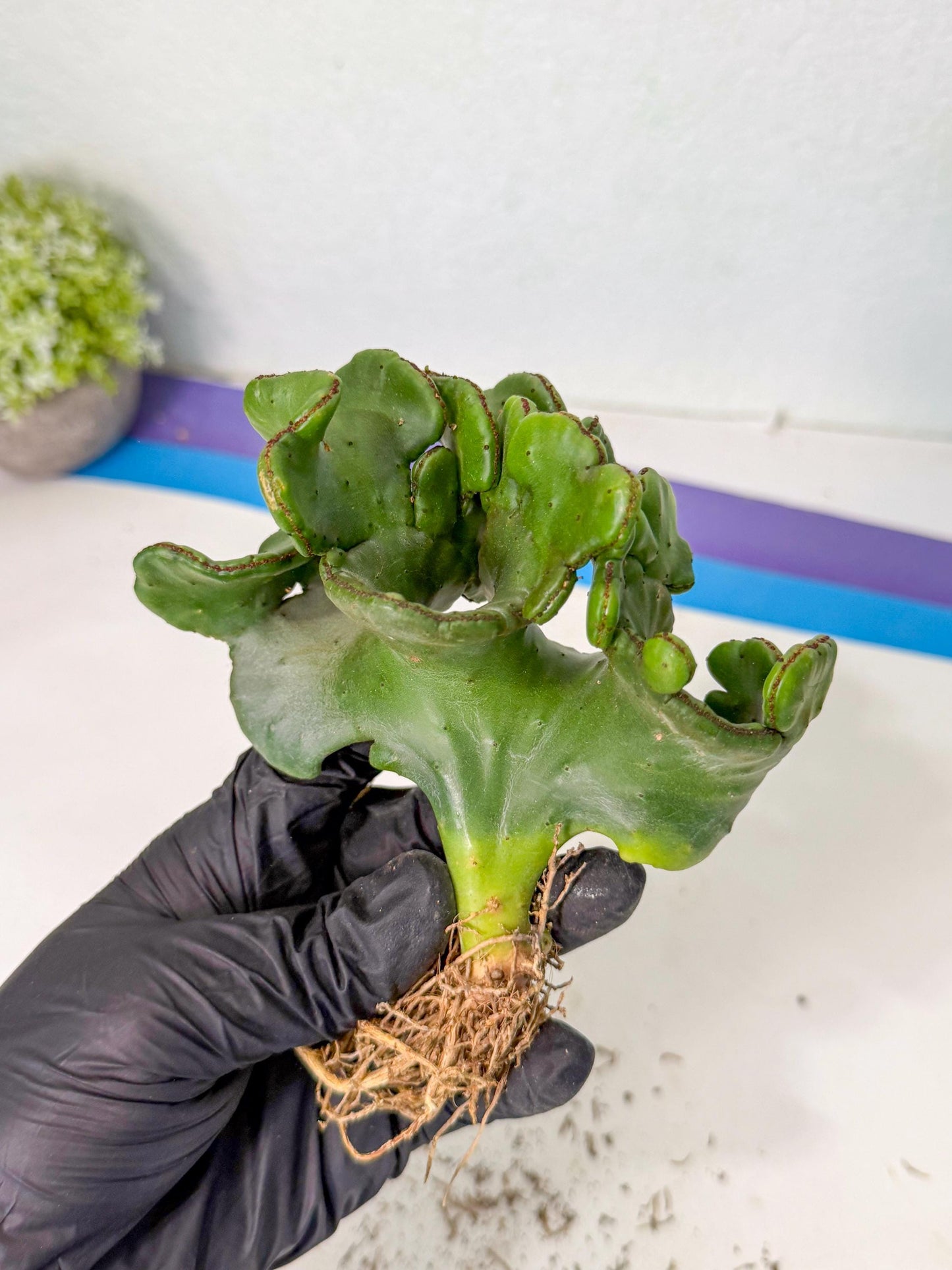 Eupho Leucodendron Cristata (6) | Exotic Rare Plant