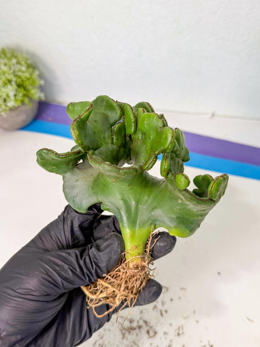 Eupho Leucodendron Cristata (6) | Exotic Rare Plant