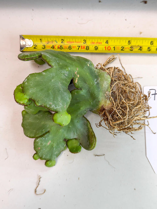Eupho Leucodendron Cristata (7) | Exotic Rare Plant