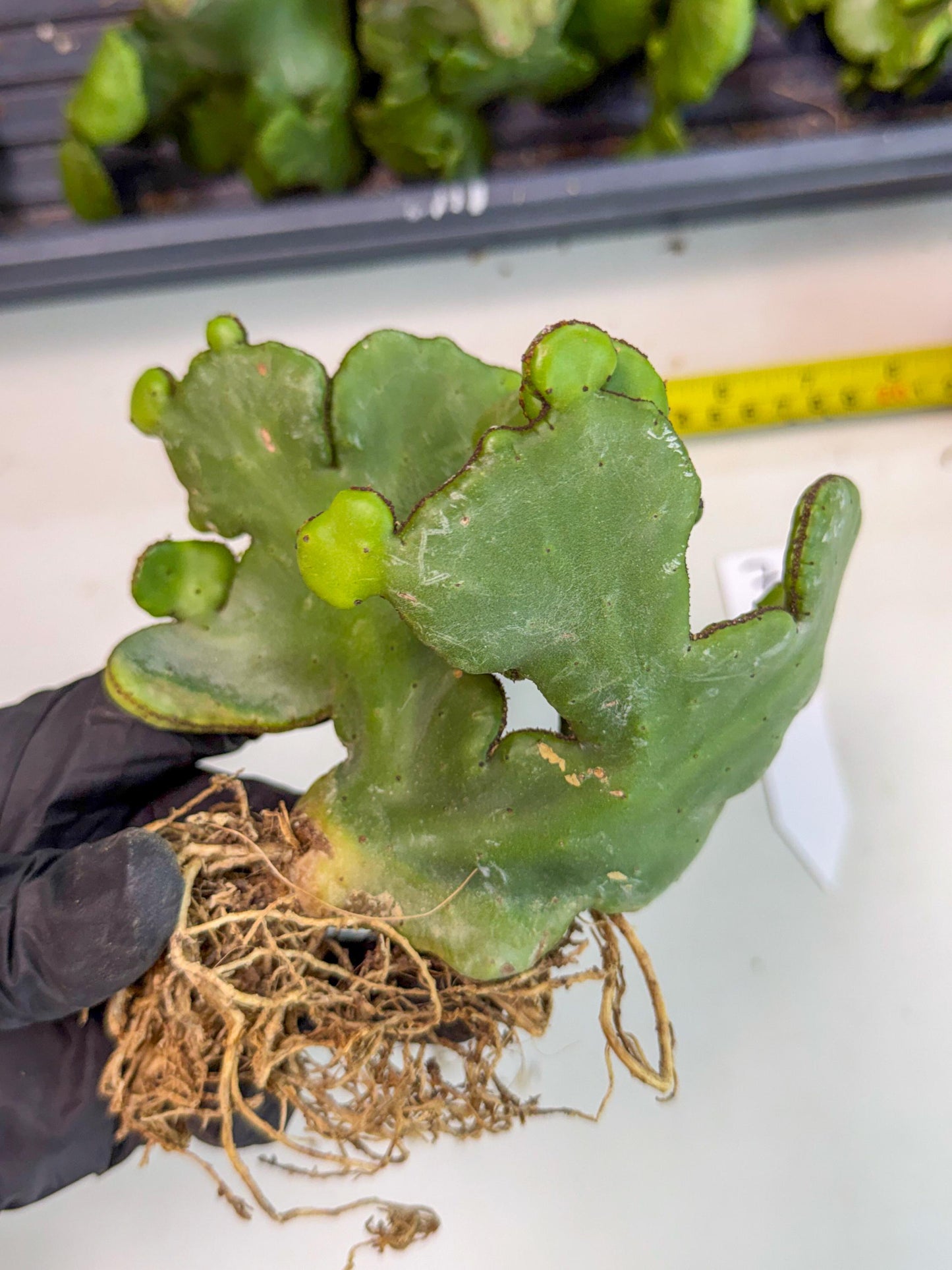 Eupho Leucodendron Cristata (7) | Exotic Rare Plant