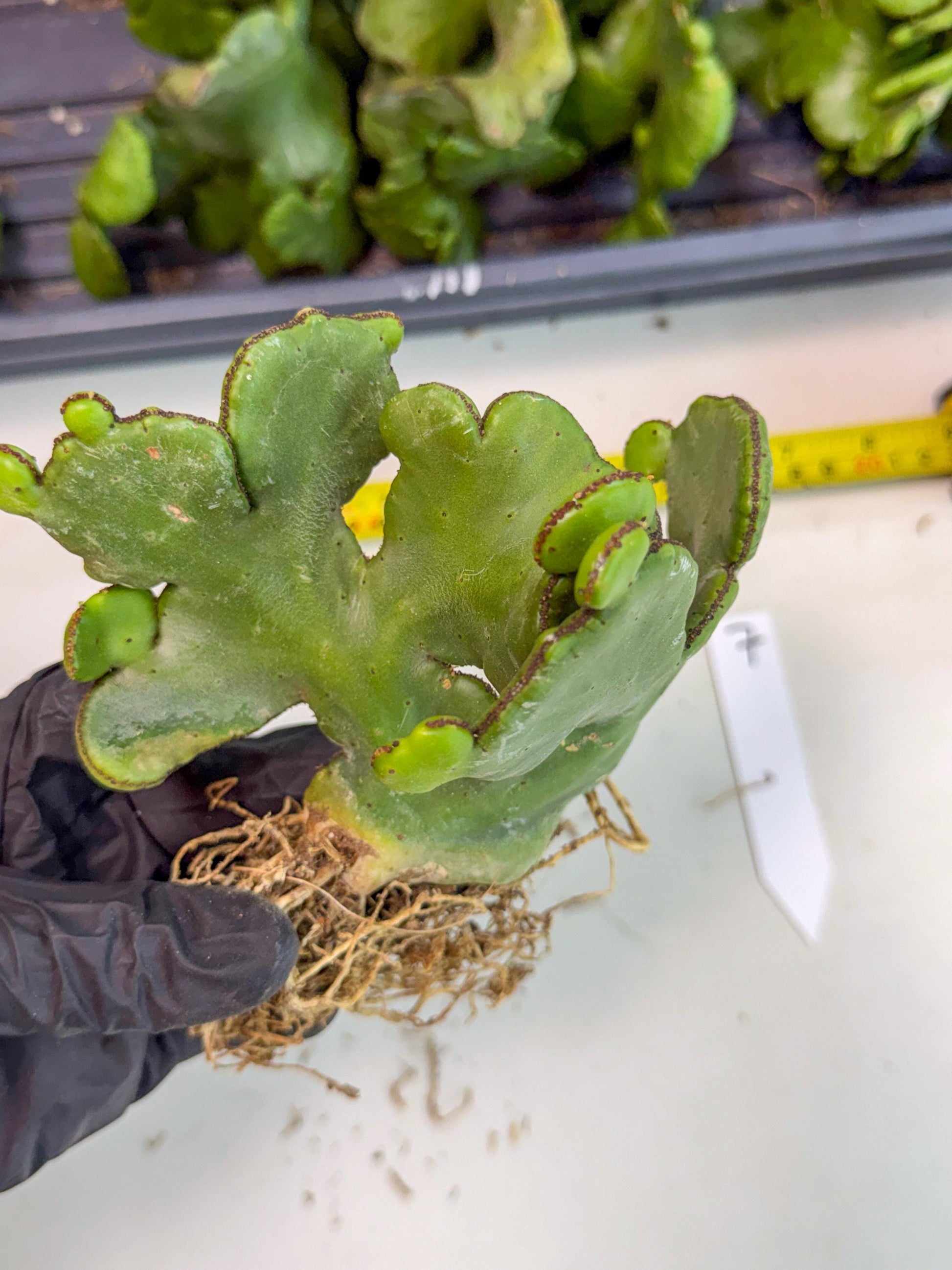 Eupho Leucodendron Cristata (7) | Exotic Rare Plant