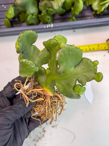 Eupho Leucodendron Cristata (7) | Exotic Rare Plant