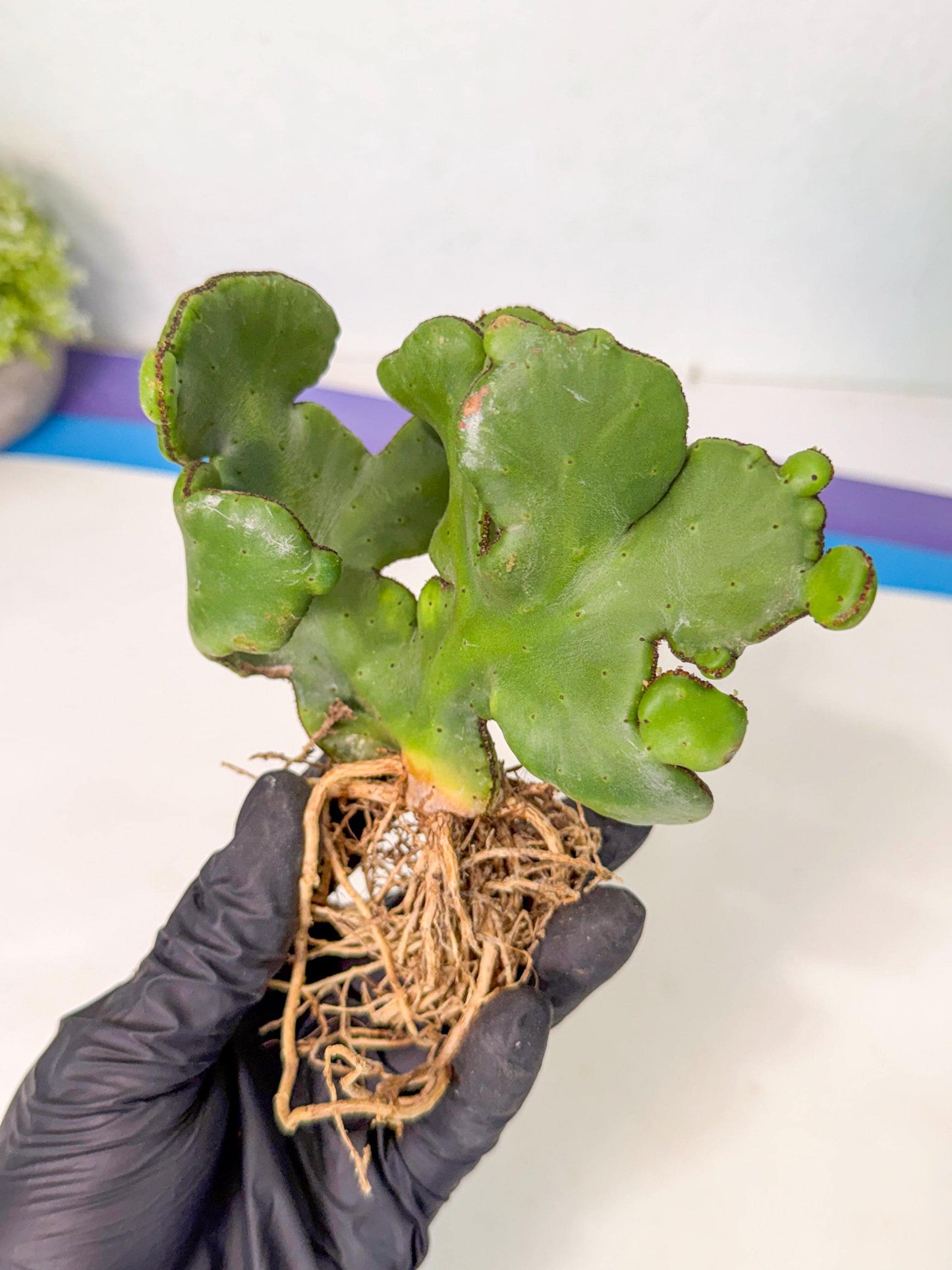 Eupho Leucodendron Cristata (7) | Exotic Rare Plant