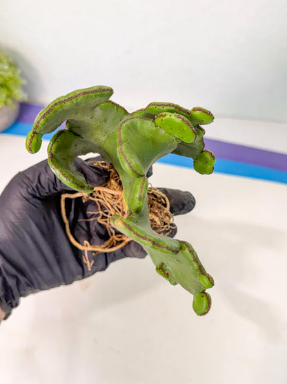 Eupho Leucodendron Cristata (7) | Exotic Rare Plant
