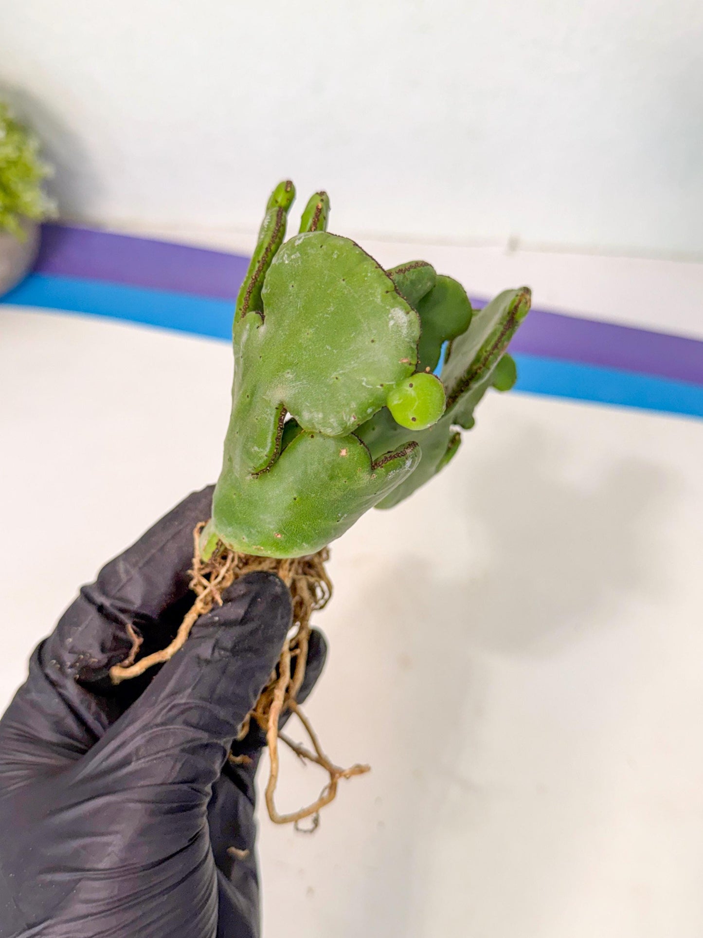 Eupho Leucodendron Cristata (7) | Exotic Rare Plant
