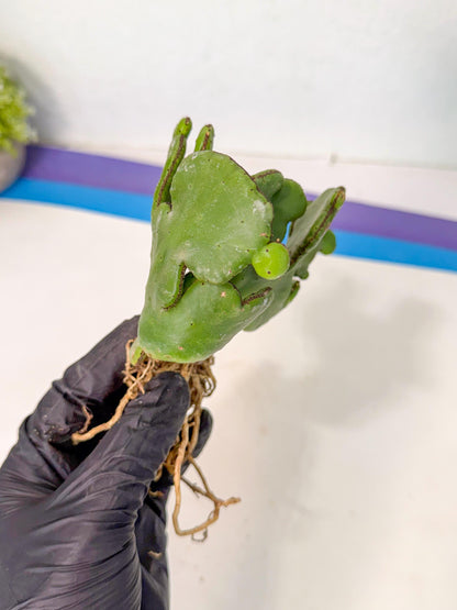Eupho Leucodendron Cristata (7) | Exotic Rare Plant