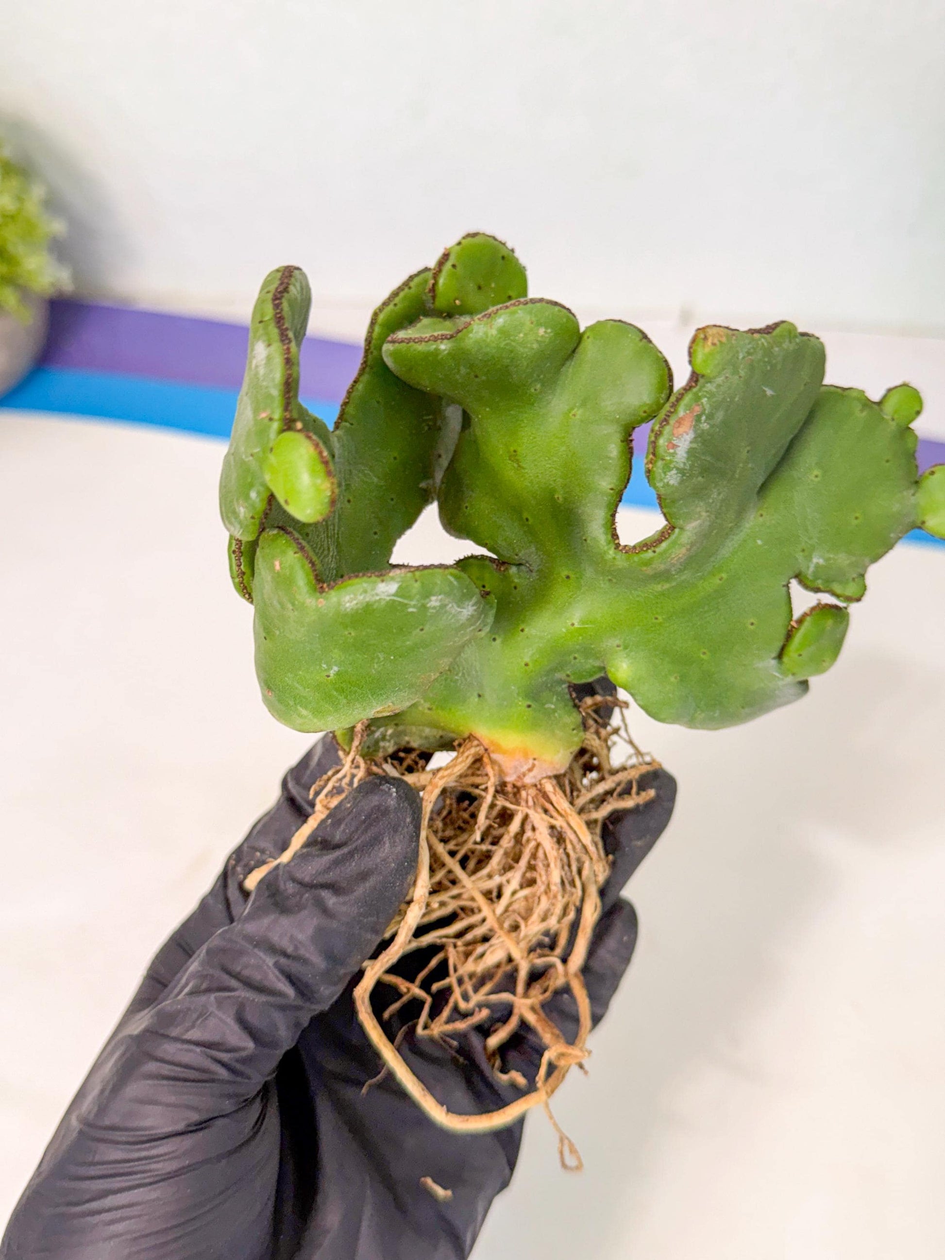 Eupho Leucodendron Cristata (7) | Exotic Rare Plant