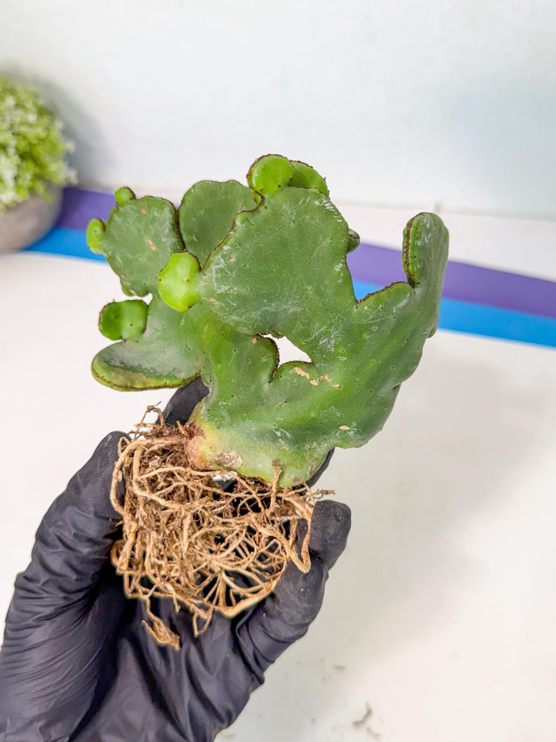 Eupho Leucodendron Cristata (7) | Exotic Rare Plant
