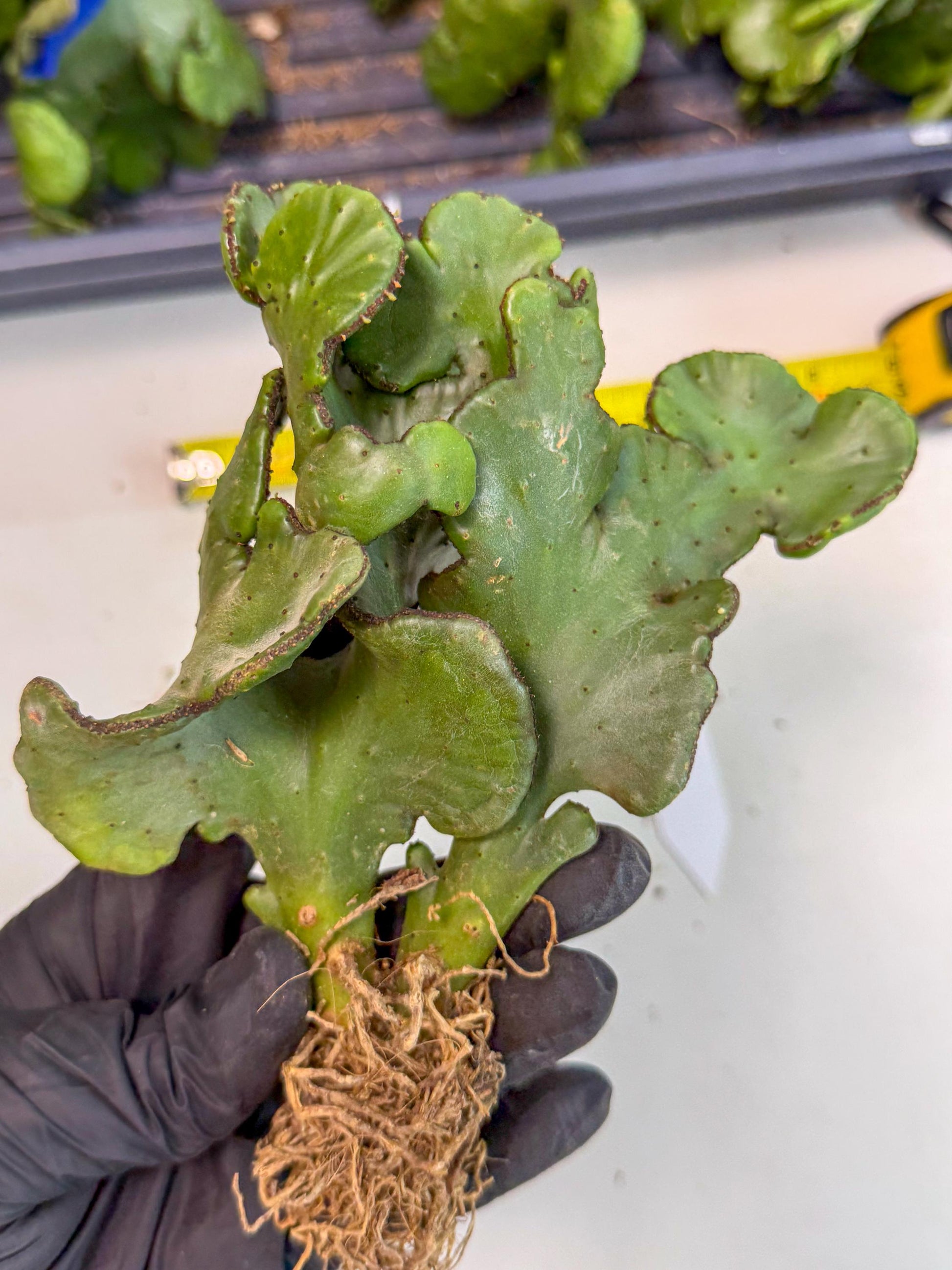 Eupho Leucodendron Cristata (10) | Exotic Rare Plant